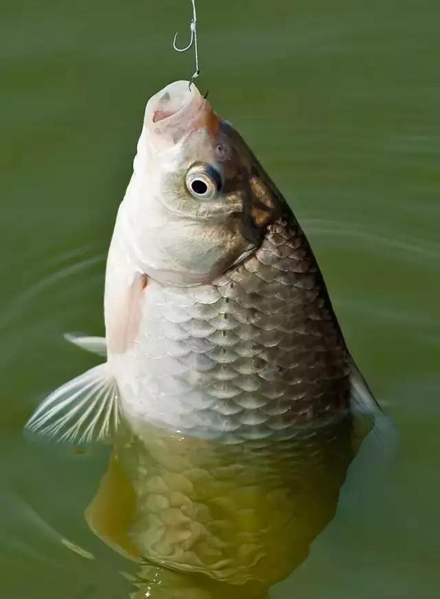 1575884492631913.jpg 5.jpg